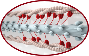 Heart Muscle Excessive Cross Bridging
